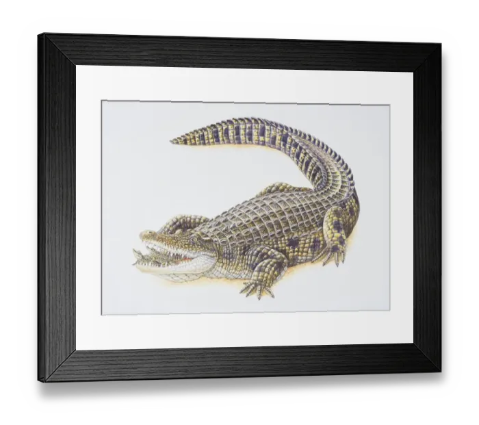 Framed Print : Crocodlyus niloticus, Nile Crocodile carrying its offspring in its mouth Framed Print : Crocodlyus niloticus, Nile Crocodile carrying its offspring in its mouth