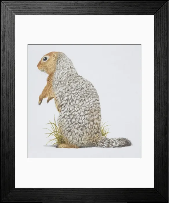Framed Print : Spermophilus parryi, Arctic Ground Squirrel, side view Framed Print : Spermophilus parryi, Arctic Ground Squirrel, side view