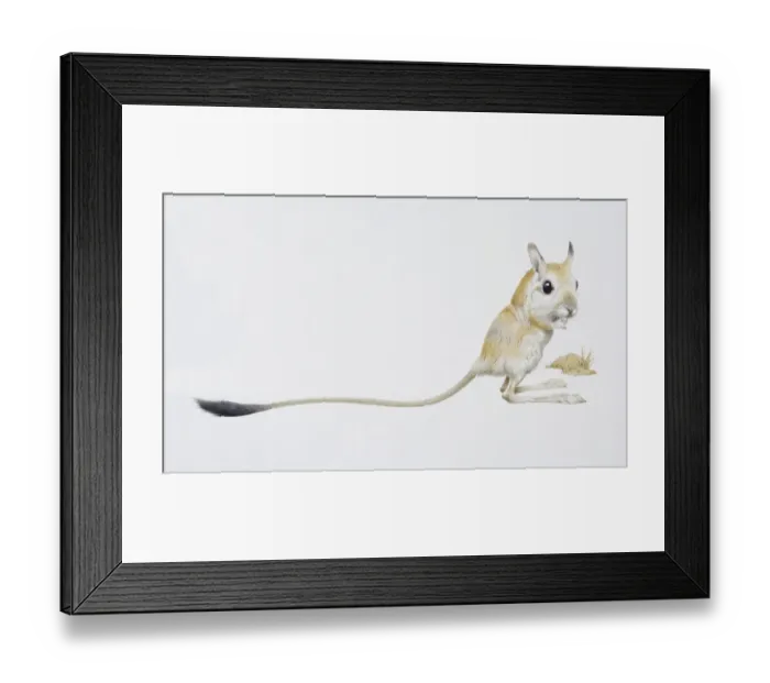 Framed Print : Jaculus jaculus, Jerboa, side view Framed Print : Jaculus jaculus, Jerboa, side view