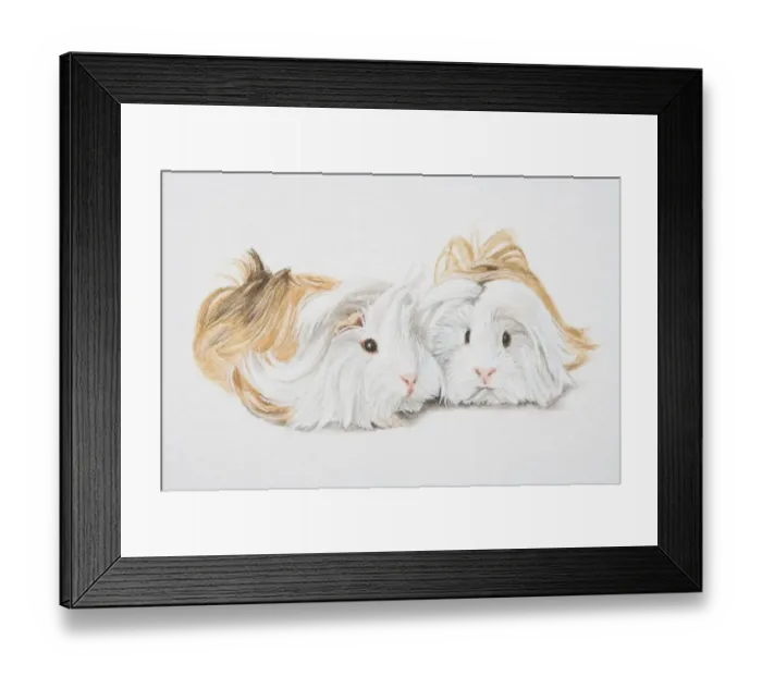 Framed Print : Cavia porcellus, Two Non-self Peruvian guinea pigs Framed Print : Cavia porcellus, Two Non-self Peruvian guinea pigs