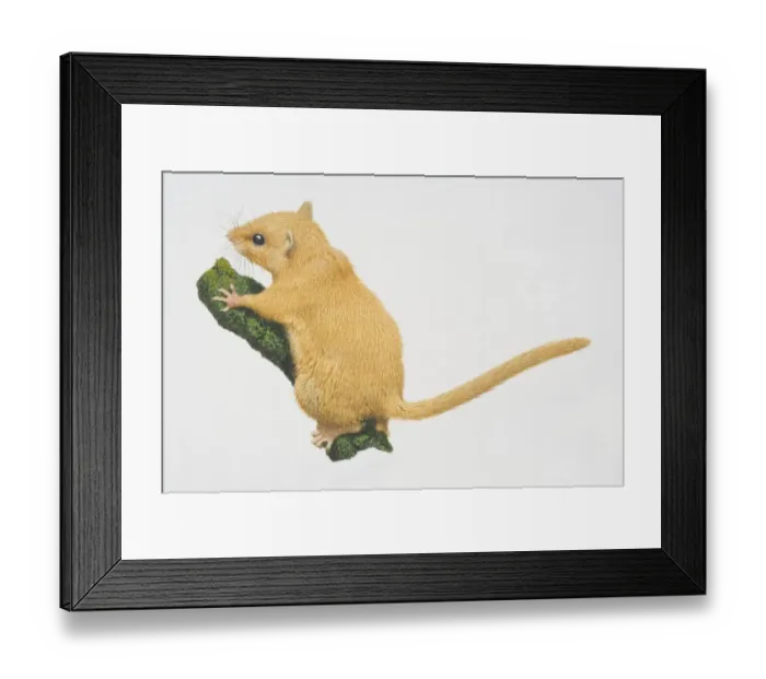 Framed Print : Muscardinus avellanarius, Hazel Dormouse perched on tree branch, side view Framed Print : Muscardinus avellanarius, Hazel Dormouse perched on tree branch, side view