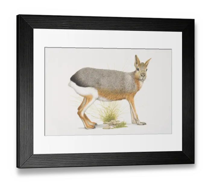 Framed Print : Dolichotis, Patagonian Hare, side view Framed Print : Dolichotis, Patagonian Hare, side view