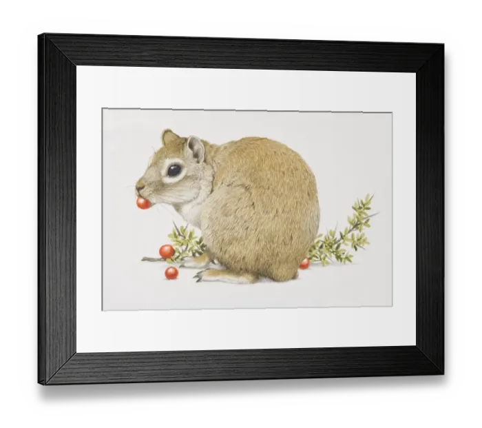 Framed Print : Cavia aperea, Cavy eating red fruit, side view Framed Print : Cavia aperea, Cavy eating red fruit, side view