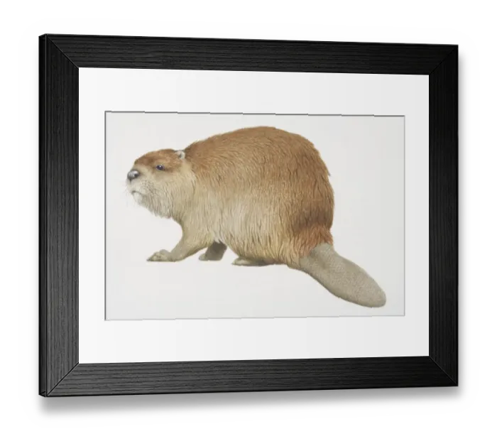 Framed Print : Castor canadensis, American Beaver, side view Framed Print : Castor canadensis, American Beaver, side view