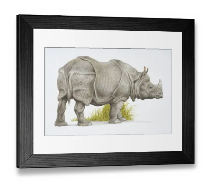 Framed Print : Rhinoceros unicornis, Indian rhinoceros, side view