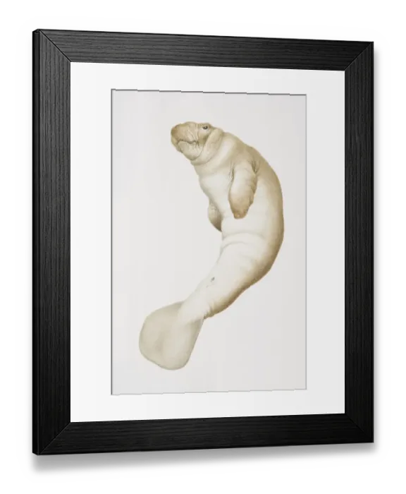 Framed Print : Trichechus manatus, West Indian Manatee Framed Print : Trichechus manatus, West Indian Manatee