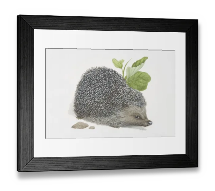 Framed Print : Erinaceus europaeus, European Hedgehog Framed Print : Erinaceus europaeus, European Hedgehog