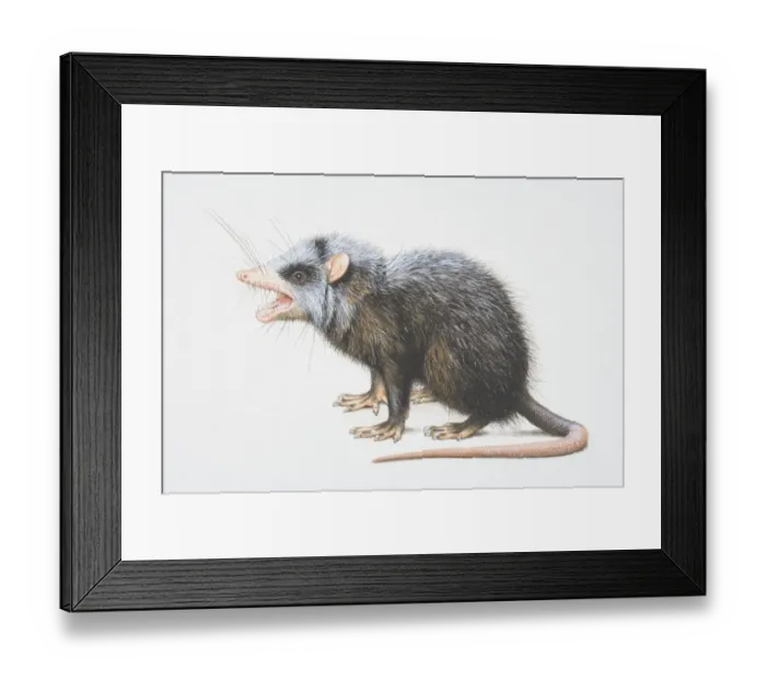 Framed Print : Echinosorex gymnurus, Greater Moonrat, side view Framed Print : Echinosorex gymnurus, Greater Moonrat, side view