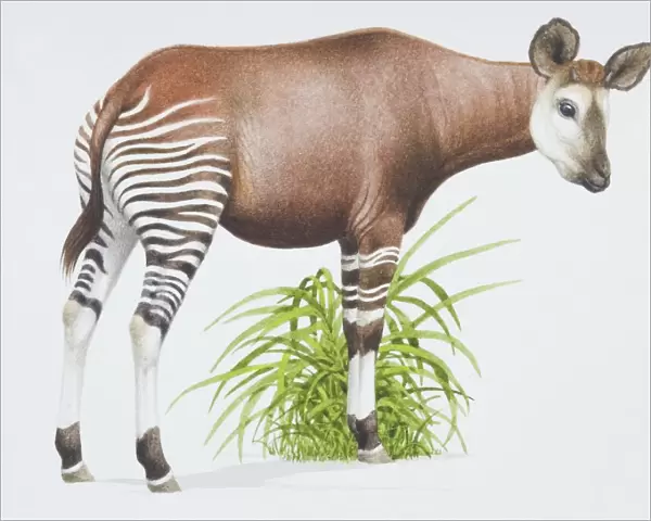 Okapia johnstoni, Okapi with a brown body and stripey legs, side view