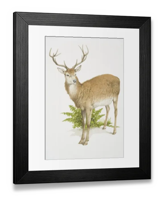 Framed Print : Cervus elaphus, Red Deer Framed Print : Cervus elaphus, Red Deer