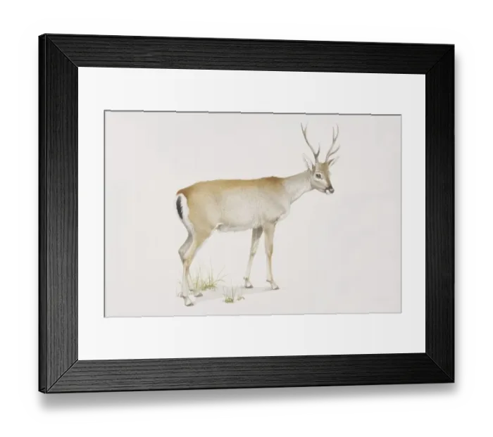 Framed Print : Odocoileus bezoarticus, Pampas Deer, side view