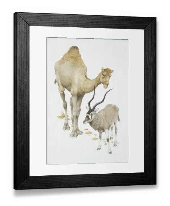 Framed Print : Camelus dromedarius and addax nasomaculatus, Dromedary camel and Addax, front view Framed Print : Camelus dromedarius and addax nasomaculatus, Dromedary camel and Addax, front view