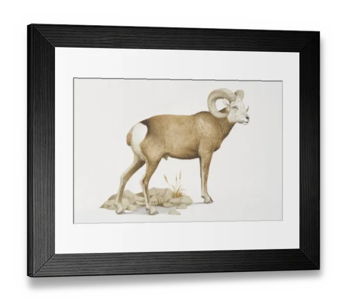 Framed Print : Ovis canadensis, Bighorn Sheep with curved horns Framed Print : Ovis canadensis, Bighorn Sheep with curved horns