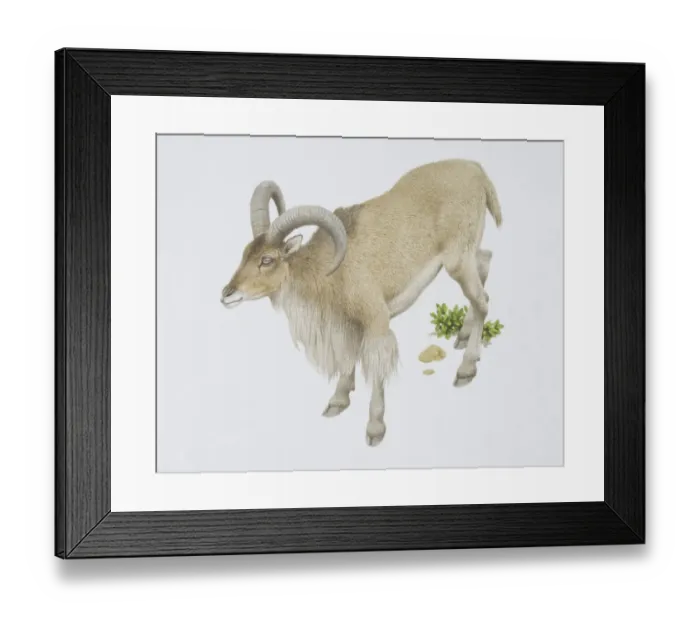 Framed Print : Ammotragus lervia, Barbary Sheep Framed Print : Ammotragus lervia, Barbary Sheep