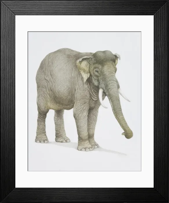 Framed Print : Elephas maximus, Indian Elephant Framed Print : Elephas maximus, Indian Elephant