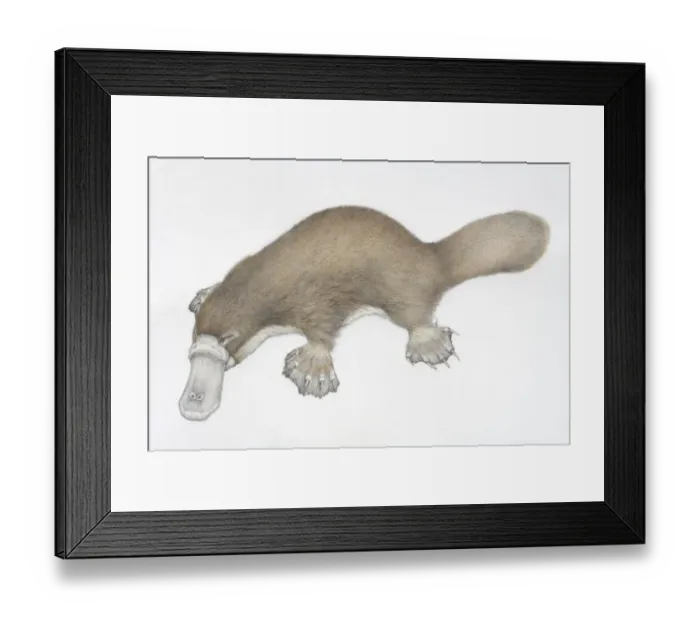 Framed Print : Ornithorhynchus anatinus, Duck-billed Platypus Framed Print : Ornithorhynchus anatinus, Duck-billed Platypus