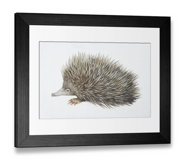 Framed Print : Tachyglossus aculeautus, Short-nosed Echidna, side view Framed Print : Tachyglossus aculeautus, Short-nosed Echidna, side view