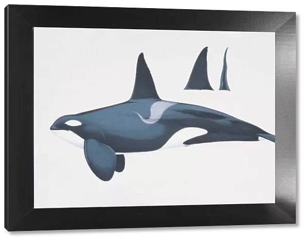 Orcinus orca, Killer Whale, side view