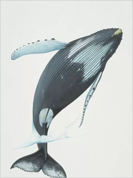 Megaptera novaeangliae, Humpback Whale breaching