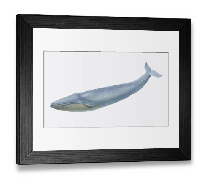 Framed Print : Balaenoptera musculus, Blue Whale, side view Framed Print : Balaenoptera musculus, Blue Whale, side view
