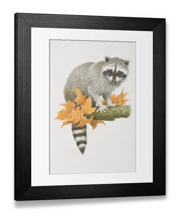 Framed Print : Procyon lotor, Raccoon perched on tree branch Framed Print : Procyon lotor, Raccoon perched on tree branch