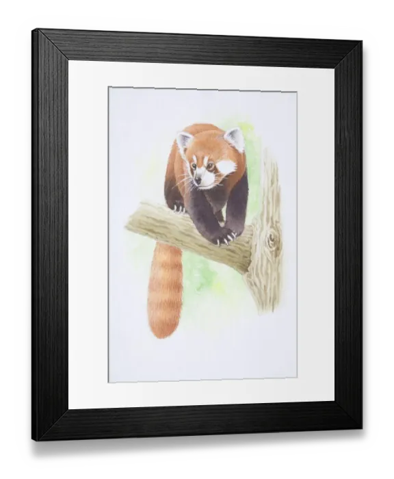Framed Print : Ailurus fulgens, Lesser Panda perched on tree branch