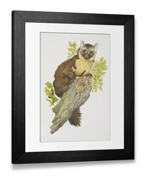 Framed Print : Martes martes, European Pine Marten perched on tree branch Framed Print : Martes martes, European Pine Marten perched on tree branch