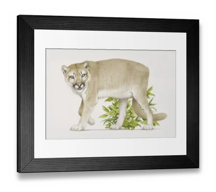 Framed Print : Felis concolor, Puma on the prowl Framed Print : Felis concolor, Puma on the prowl