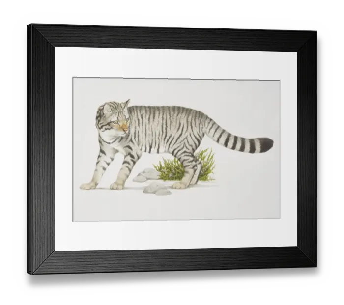 Framed Print : Felis sylvestris, Wild Cat with stripey pattern Framed Print : Felis sylvestris, Wild Cat with stripey pattern