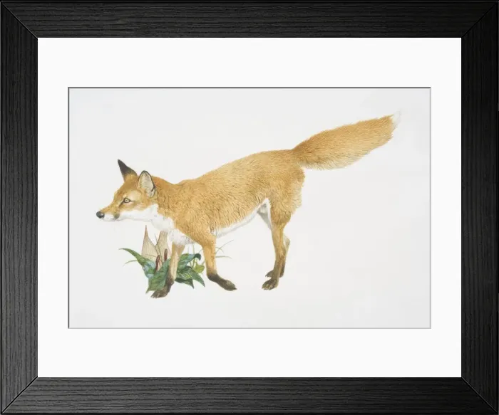 Framed Print : Vulpes vulpes, red fox, side view Framed Print : Vulpes vulpes, red fox, side view