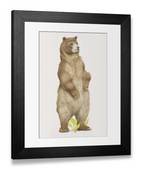 Framed Print : Ursus arctos horribilis, Grizzly Bear standing on its back legs
