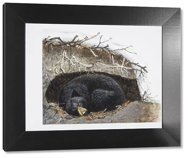 Ursus thibetanus, sleeping Asiatic Black Bear curled up in its winter den