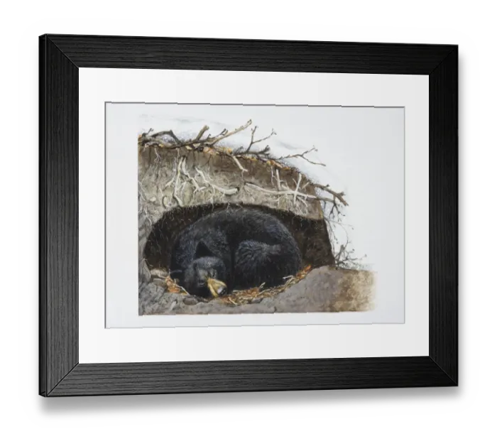 Framed Print : Ursus thibetanus, sleeping Asiatic Black Bear curled up in its winter den Framed Print : Ursus thibetanus, sleeping Asiatic Black Bear curled up in its winter den