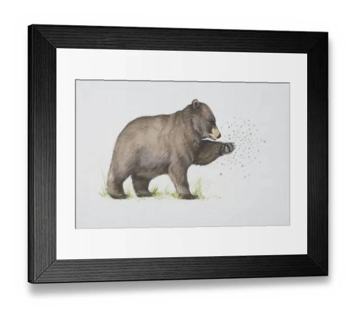 Framed Print : Ursus americanus, American Black Bear trying to catch flying insects with its paw, side view Framed Print : Ursus americanus, American Black Bear trying to catch flying insects with its paw, side view