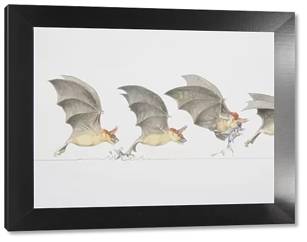 Four stages of bat swooping down to grab a fish out of the water, side view