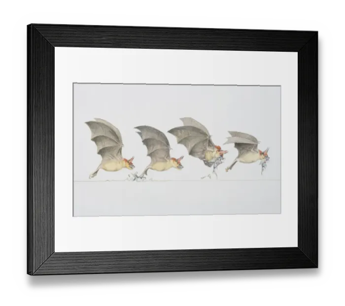 Framed Print : Four stages of bat swooping down to grab a fish out of the water, side view Framed Print : Four stages of bat swooping down to grab a fish out of the water, side view