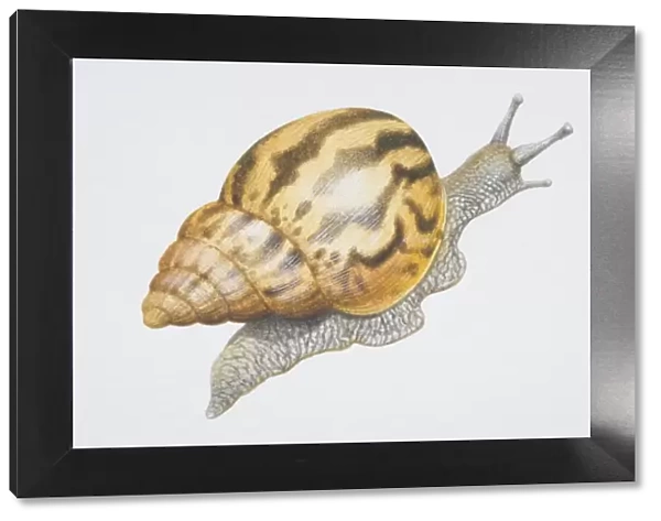 Achatina fulica, Giant African Snail with striped shell
