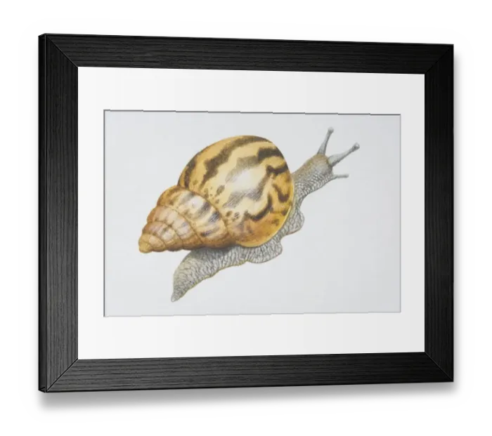 Framed Print : Achatina fulica, Giant African Snail with striped shell Framed Print : Achatina fulica, Giant African Snail with striped shell