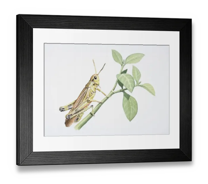 Framed Print : Chorthippus brunneus, Common Field Grasshopper perched on a green twig, side view Framed Print : Chorthippus brunneus, Common Field Grasshopper perched on a green twig, side view