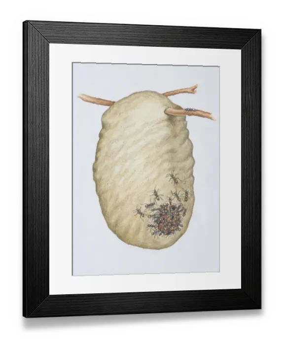 Framed Print : Dorylus nigricans, African Driver Ants entering a wasps nest, front view