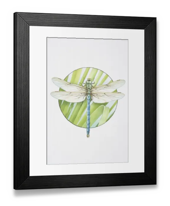 Framed Print : Anax imperator, Emperor Dragonfly Framed Print : Anax imperator, Emperor Dragonfly