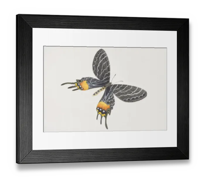 Framed Print : Bhutanitis lidderdalei, Bhutan Glory, black butterfly patterned yellow patches
