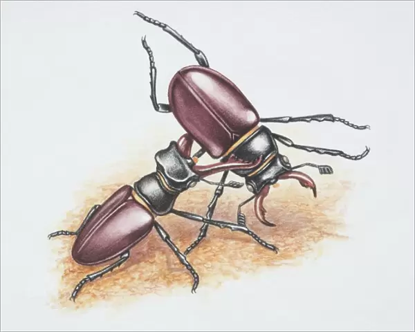 Lucanus cervus, two male Stag Beetles fighting