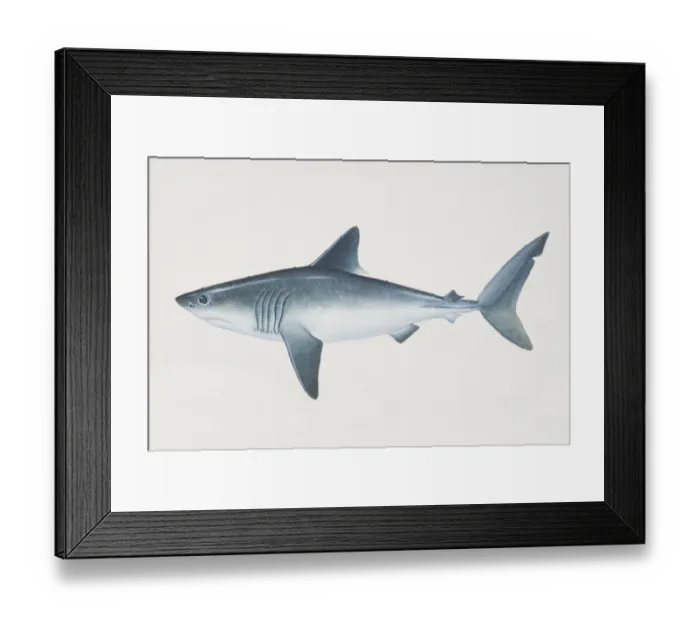 Framed Print : Lamna nasus, Porbeagle, side view