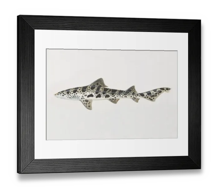 Framed Print : Triakis semifasciata, Leopard Shark, side view Framed Print : Triakis semifasciata, Leopard Shark, side view