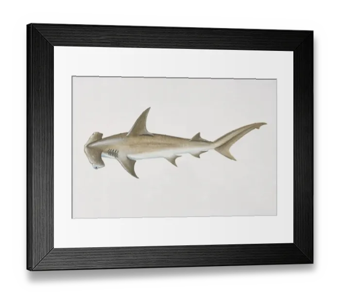 Framed Print : Sphyrna zygaena, Smooth Hammerhead, side view Framed Print : Sphyrna zygaena, Smooth Hammerhead, side view