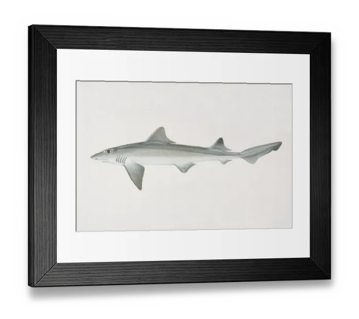 Framed Print : Mustelus canis, Smooth Dogfish, side view Framed Print : Mustelus canis, Smooth Dogfish, side view