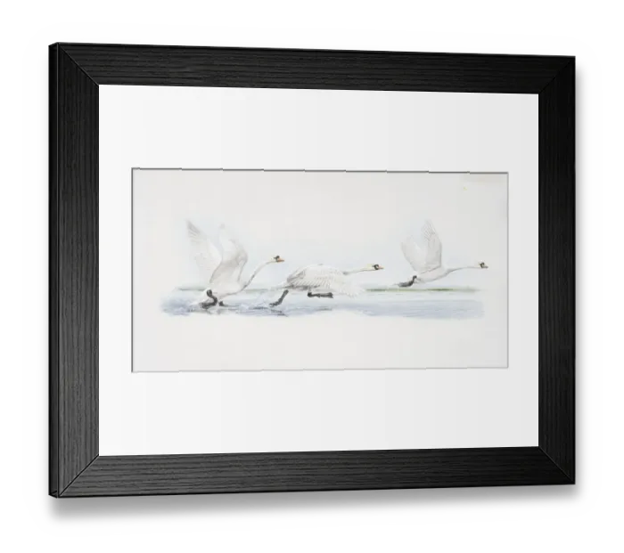 Framed Print : Cygnus olor, Mute Swan at three stages of taking-off from water, side view Framed Print : Cygnus olor, Mute Swan at three stages of taking-off from water, side view