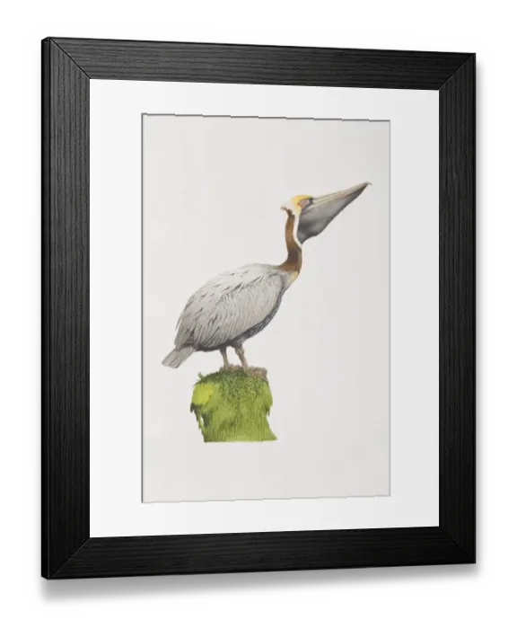 Framed Print : Pelecanus occidentalis, Brown Pelican perched on a green stump, side view Framed Print : Pelecanus occidentalis, Brown Pelican perched on a green stump, side view