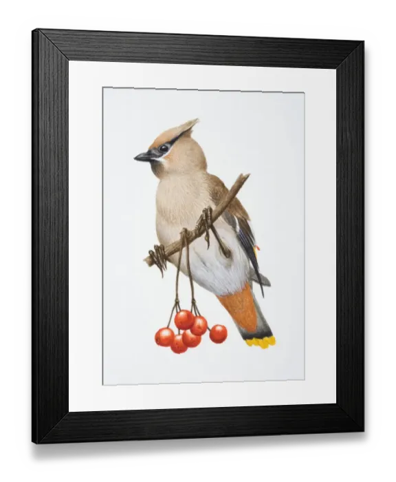 Framed Print : Bombycilla garrulus, Bohemian Waxwing perched on a tree branch by red berries Framed Print : Bombycilla garrulus, Bohemian Waxwing perched on a tree branch by red berries